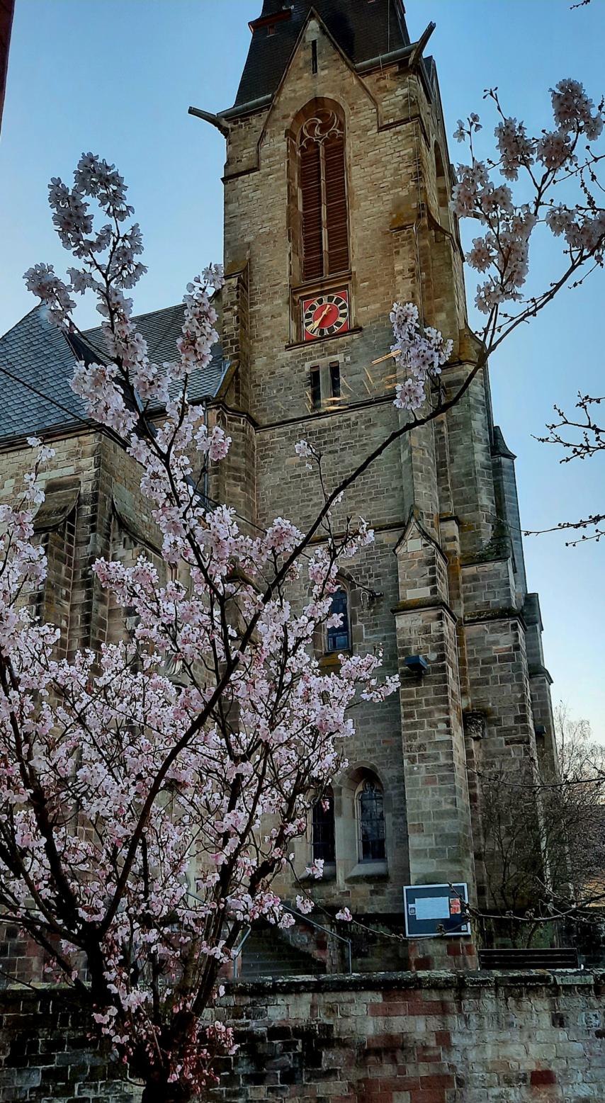 Kirchturm einer alten Kirche mit einer Uhr, die in der Sonne rötlich leuchtet. Vor dem Gebäude blüht ein Baum mit rosa-weißen Kirschblüten, die einen starken Kontrast zur dunklen Fassade bilden. Der Himmel ist klar und blau
