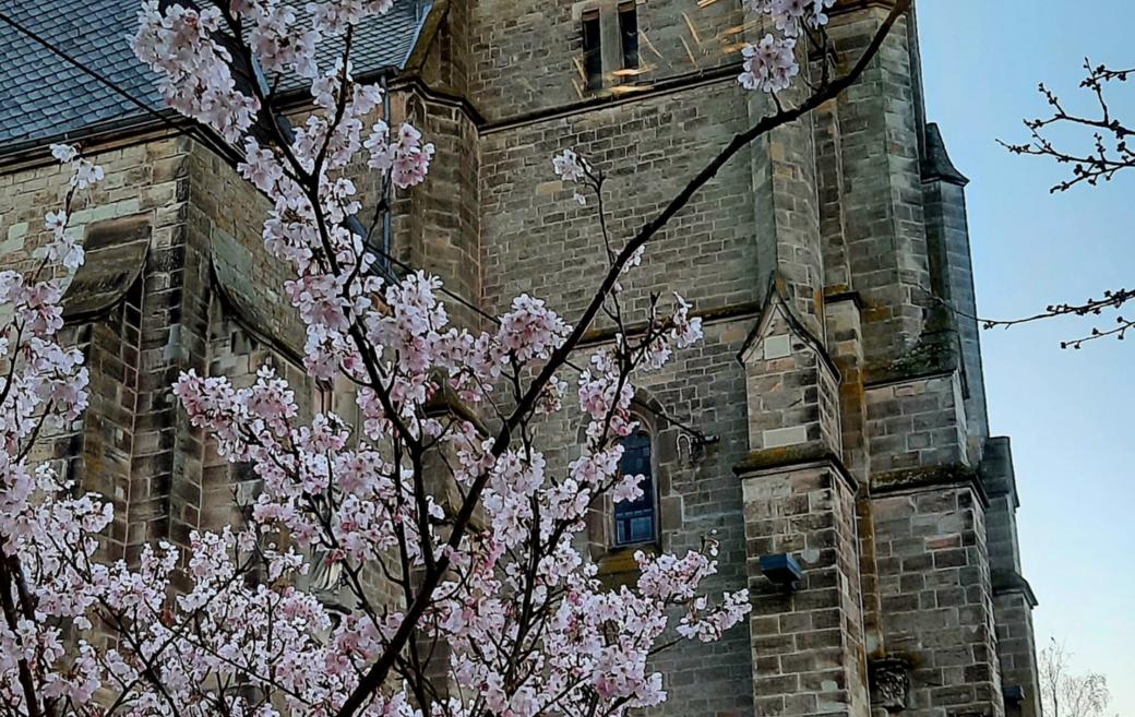 Kirchturm einer alten Kirche mit einer Uhr, die in der Sonne rötlich leuchtet. Vor dem Gebäude blüht ein Baum mit rosa-weißen Kirschblüten, die einen starken Kontrast zur dunklen Fassade bilden. Der Himmel ist klar und blau