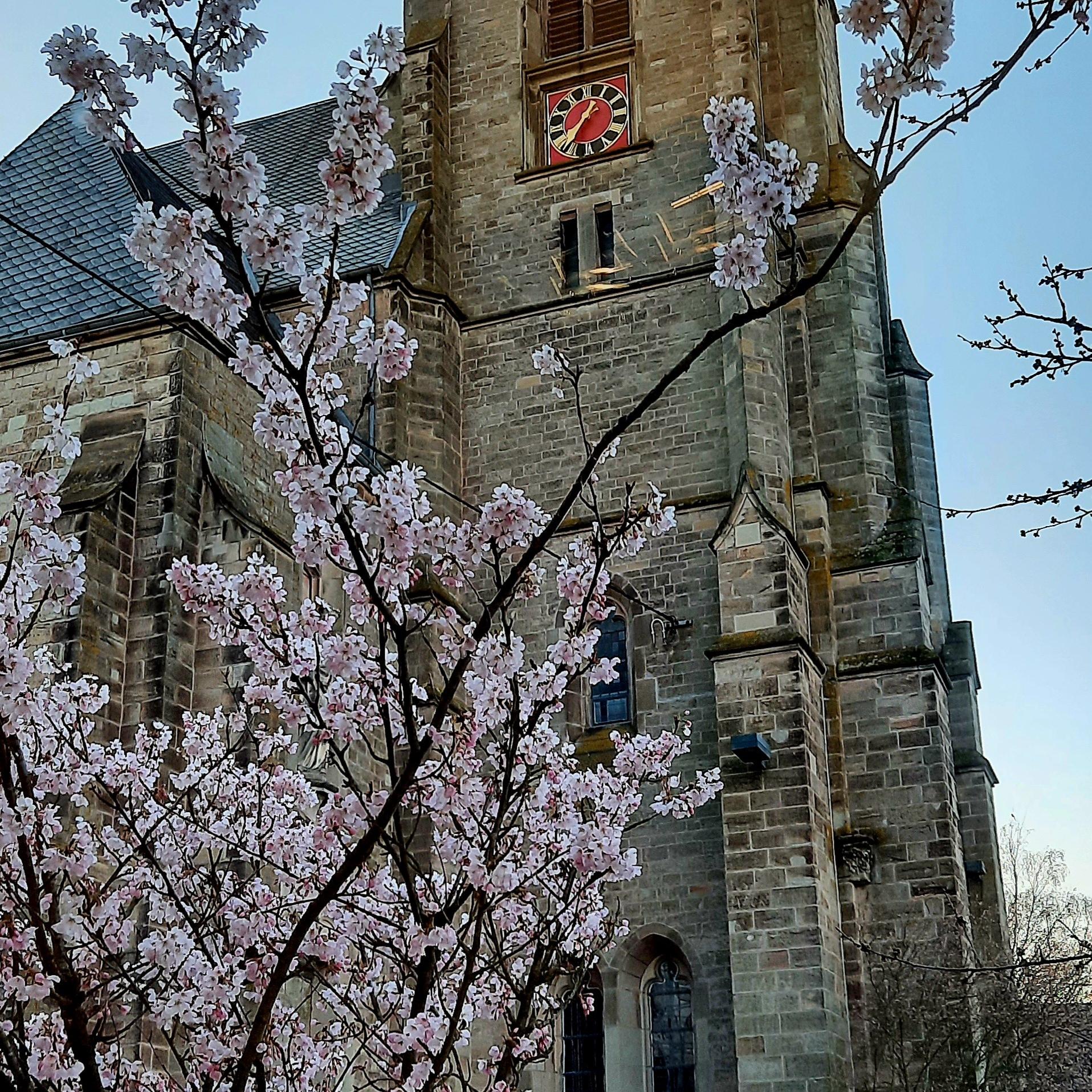 Kirchturm einer alten Kirche mit einer Uhr, die in der Sonne rötlich leuchtet. Vor dem Gebäude blüht ein Baum mit rosa-weißen Kirschblüten, die einen starken Kontrast zur dunklen Fassade bilden. Der Himmel ist klar und blau