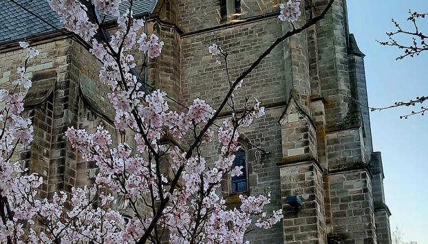 Kirchturm einer alten Kirche mit einer Uhr, die in der Sonne rötlich leuchtet. Vor dem Gebäude blüht ein Baum mit rosa-weißen Kirschblüten, die einen starken Kontrast zur dunklen Fassade bilden. Der Himmel ist klar und blau