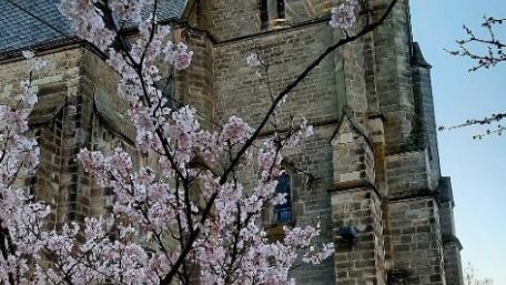 Kirche St. Blasius mit hohem Turm und Uhr, im Vordergrund blühender Kirschbaum