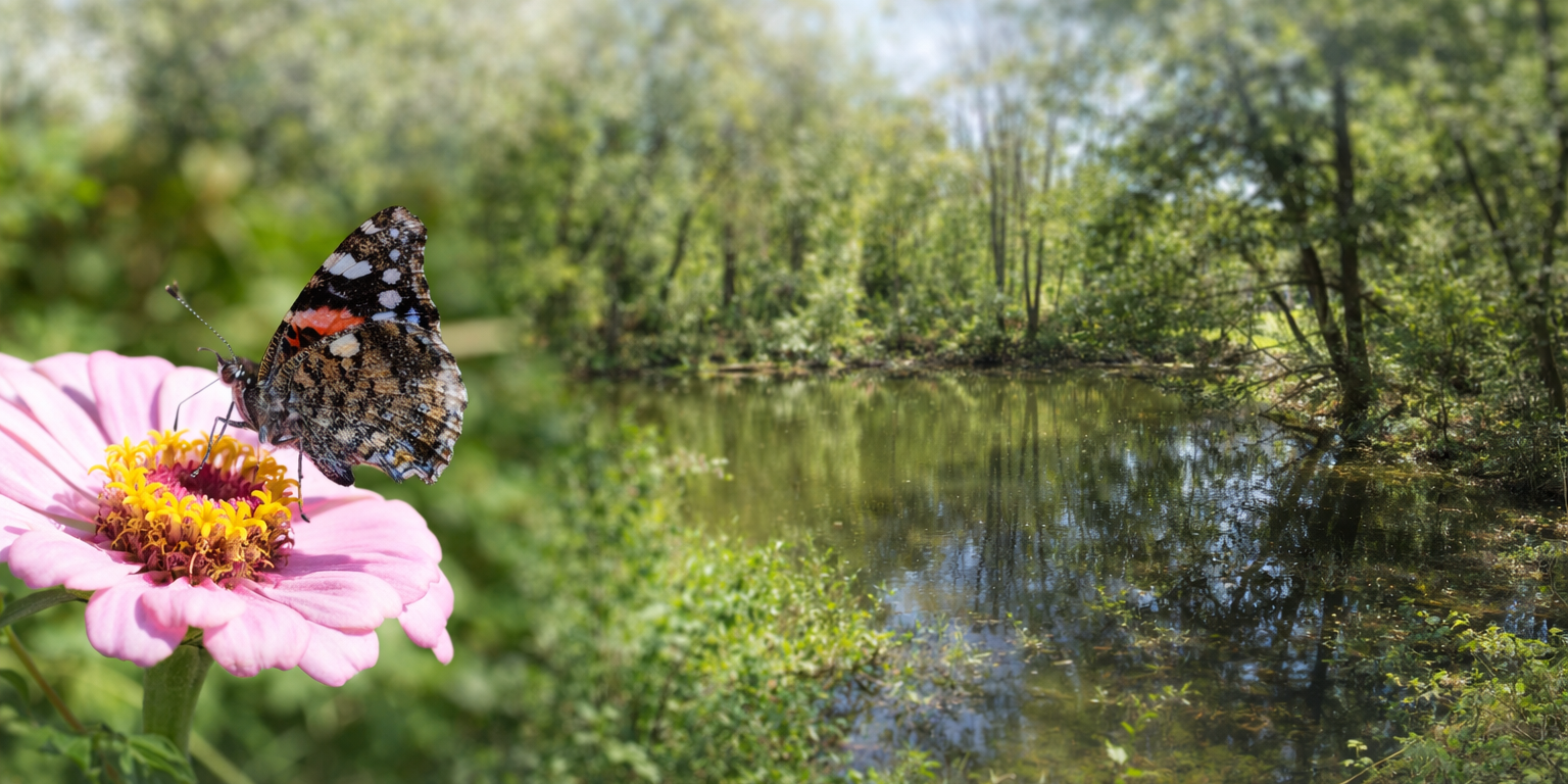 Ein stimmungsvolles Frühlingsbild im Querformat: Links sitzt ein farbig gezeichneter Schmetterling auf einer rosa Blüte, rechts liegt ein stiller Weiher zwischen frischem Grün und Bäumen im weichen Sonnenlicht. Die Szene wirkt ruhig, naturnah und einladend. (c) Pfarrei Saarwellingen St. Josef Ein stimmungsvolles Frühlingsbild im Querformat: Links sitzt ein farbig gezeichneter Schmetterling auf einer rosa Blüte, rechts liegt ein stiller Weiher zwischen frischem Grün und Bäumen im weichen Sonnenlicht. Die Szene wirkt ruhig, naturnah und einladend.